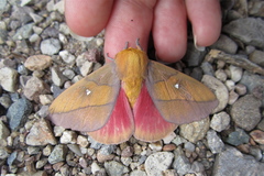 Syssphinx montana