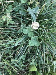 Trifolium repens