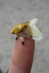 Megalopyge bissesa