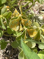 Puccinia sorghi