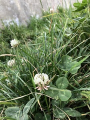 Trifolium repens