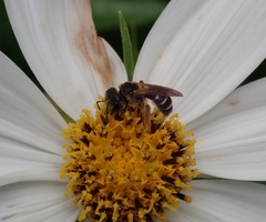 Halictus ligatus