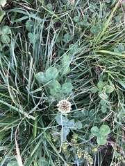 Trifolium repens