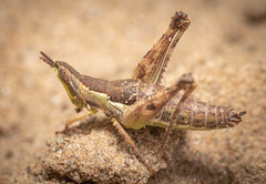 Stenothericles orangensis