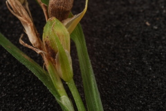 Carex corrugata