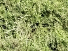 Gramineae