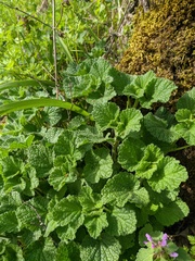 Marrubium peregrinum