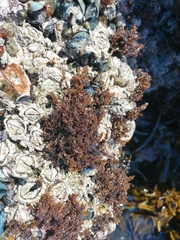 Gelidium pristoides