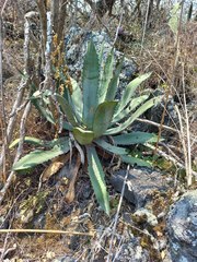 Agave macroacantha