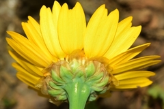 Glossopappus macrotus