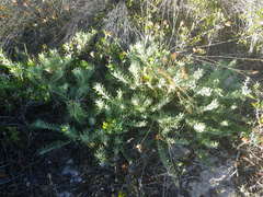 Leucospermum tomentosum