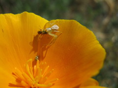 Misumena vatia