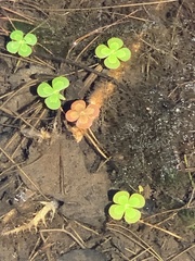 Marsilea mutica