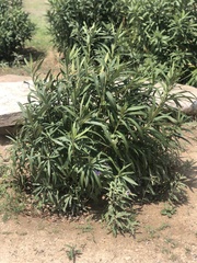Magnoliopsida