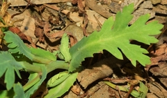 Glossopappus macrotus