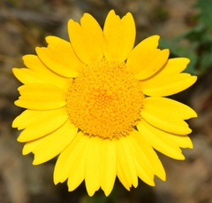 Glossopappus macrotus