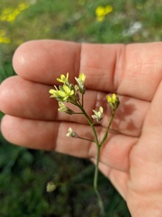 Camelina