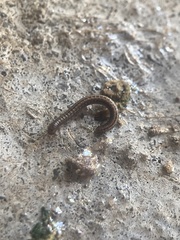 Brachyiulus pusillus