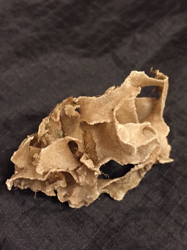 Thalamoporella floridana