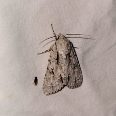 Acronicta laetifica