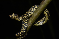 Atheris ceratophora