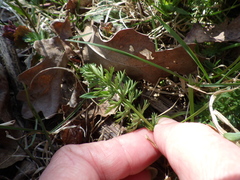 Kadenia dubia