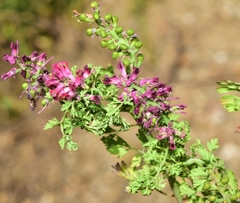 Fumaria densiflora