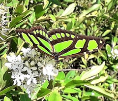 Philaethria wernickei