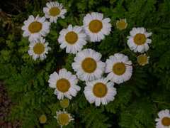 Gonospermum revolutum