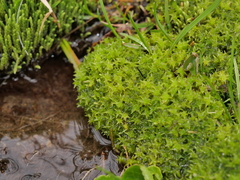 Diobelonella palustris