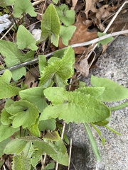 Hasteola suaveolens