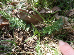 Kadenia dubia
