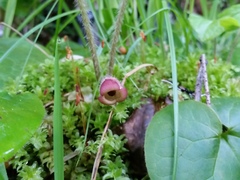 Asarum lemmonii