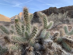 Cylindropuntia abyssi