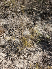 Marasmodes fasciculata