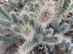 Cylindropuntia abyssi