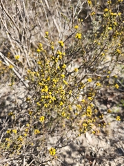 Marasmodes fasciculata