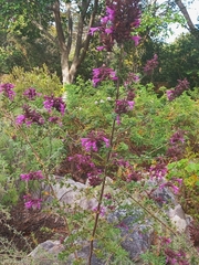 Syncolostemon densiflorus