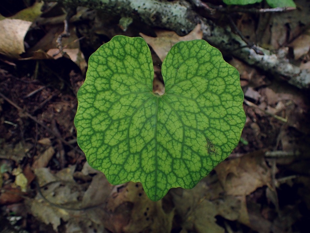 Sanguinaria canadensis, North Carolina, US