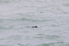 Phocoena phocoena relicta