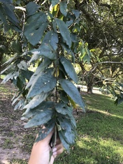Combretum erythrophyllum