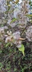 Ageratina glabrata