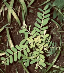 Phyllanthus