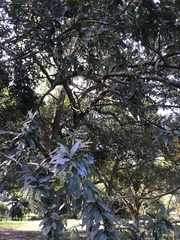Combretum erythrophyllum