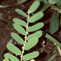Phyllanthus