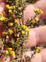Marasmodes fasciculata