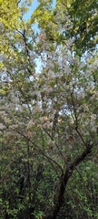 Ageratina glabrata