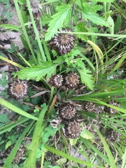 Trifolium reflexum