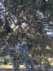 Combretum erythrophyllum