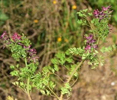 Fumaria densiflora